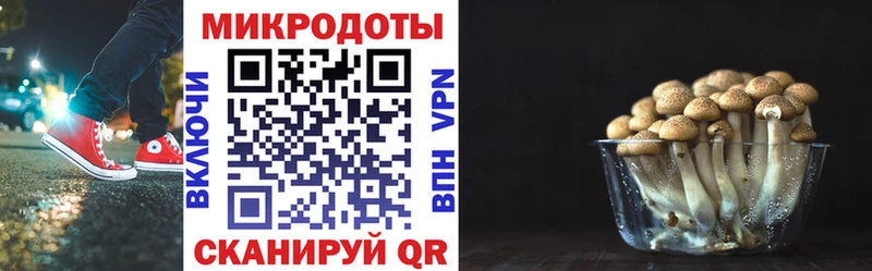 это какой сайт  Фатеж  Псилоцибиновые грибы Cubensis 